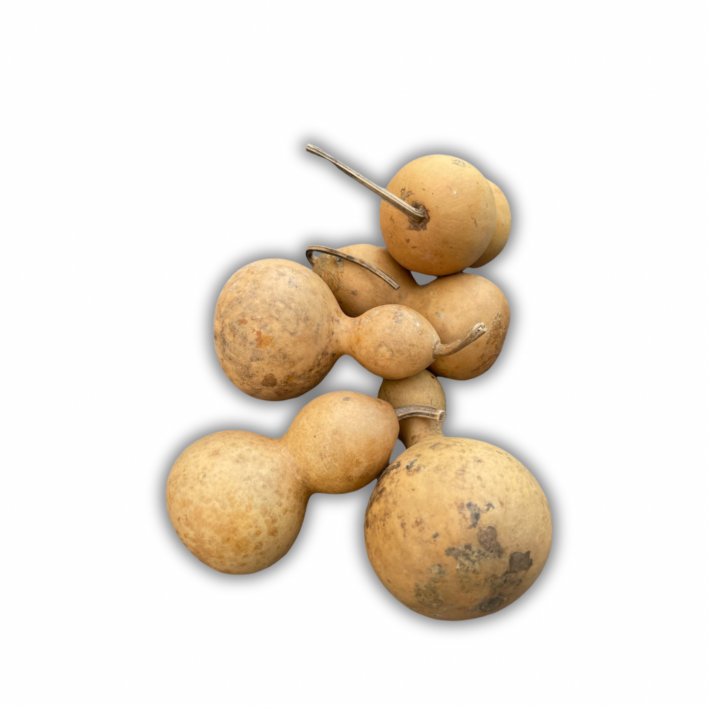 Zucca secca da dipingere (misura ornament) Out of the Wood