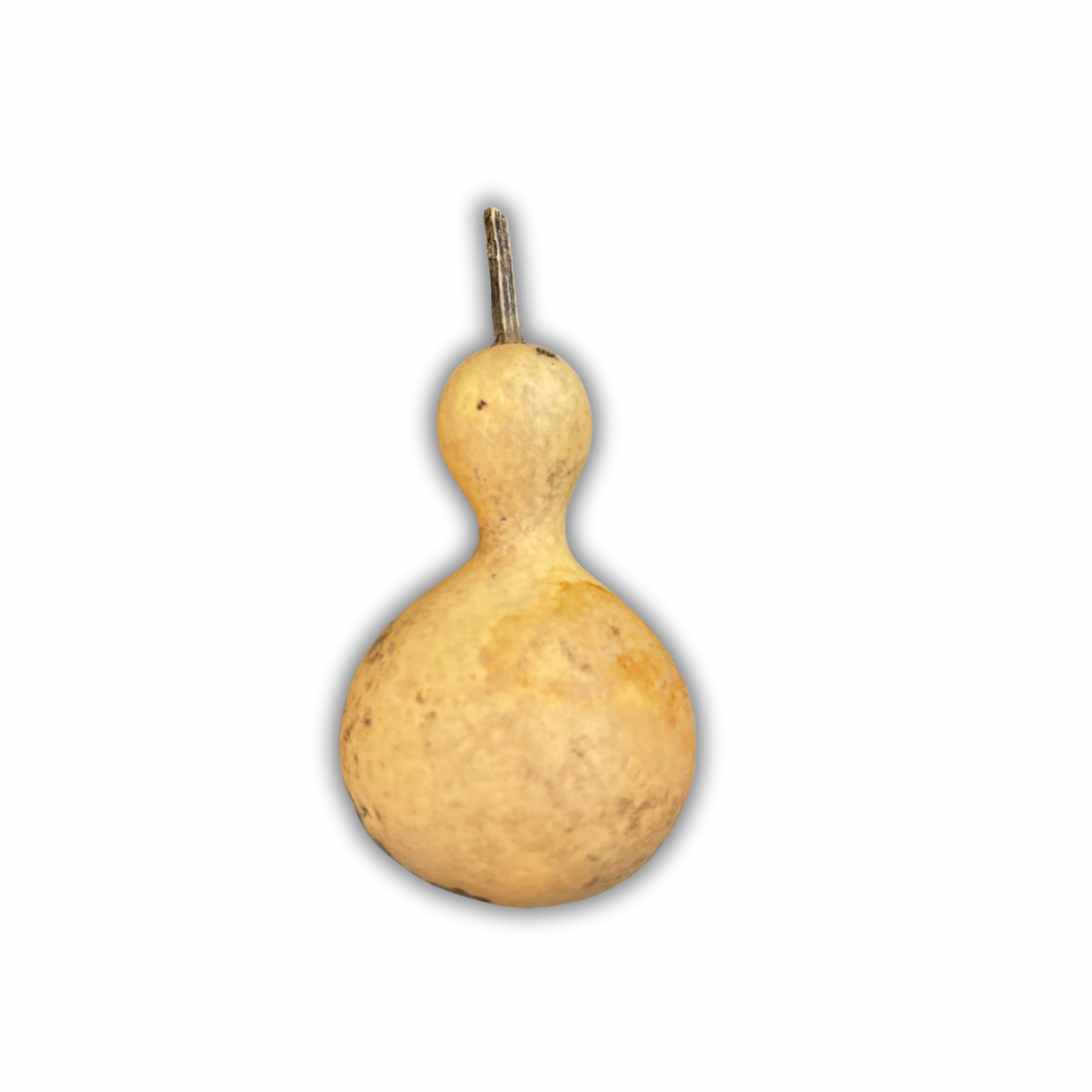 Zucca secca da dipingere (misura ornament) Out of the Wood